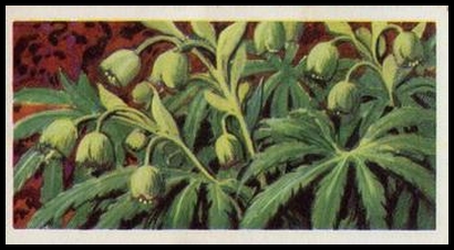 64BBWF3 2 Stinking Hellebore.jpg